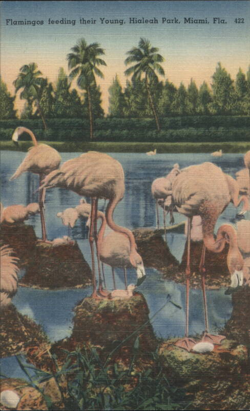 Flamingos Feeding Young, Hialeah Park Miami Florida
