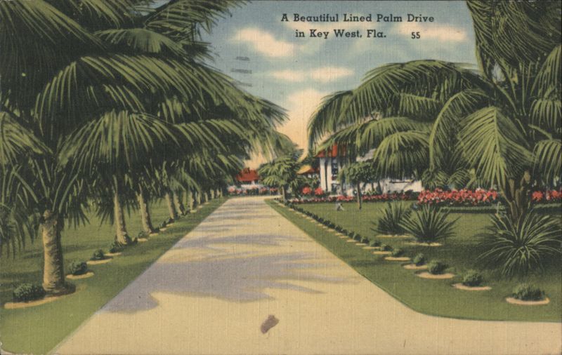 A Beautiful Lined Palm Drive Key West Florida