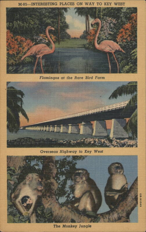 Interesting Places on Way to Key West: Flamingos, Overseas Highway, Monkey Jungle Florida