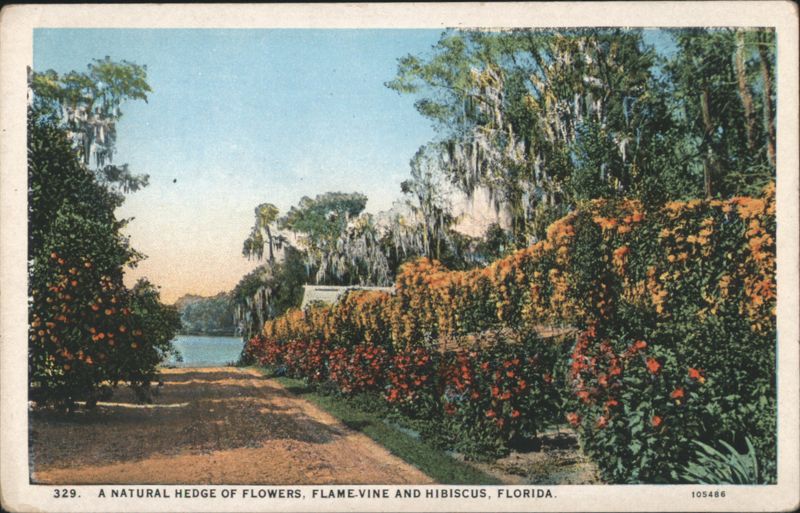A Natural Hedge of Flowers, Flame-Vine and Hibiscus, Florida