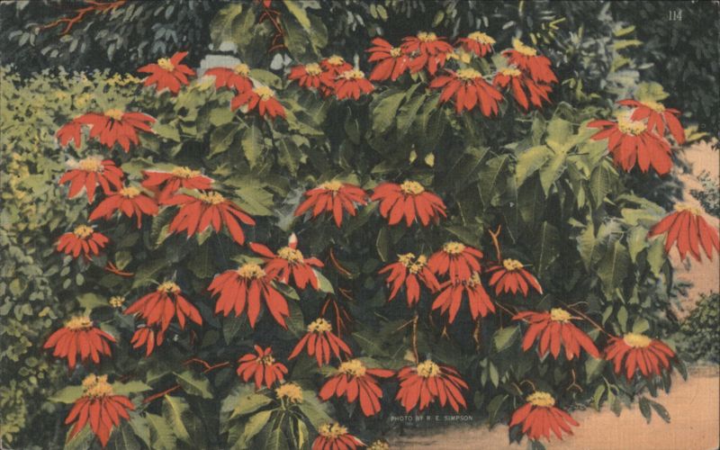 Poinsettias in Profusion, Florida R.E. Simpson
