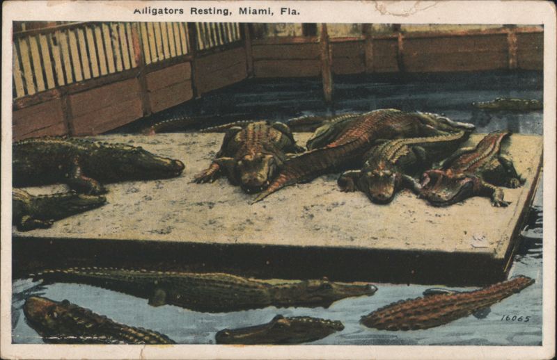 Alligators Resting, Miami, Florida