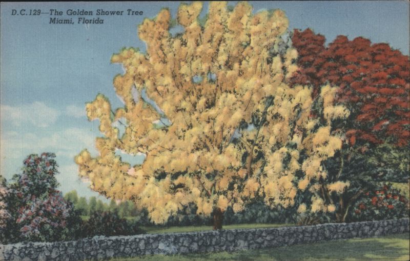 The Golden Shower Tree Miami Florida G. W. Romer