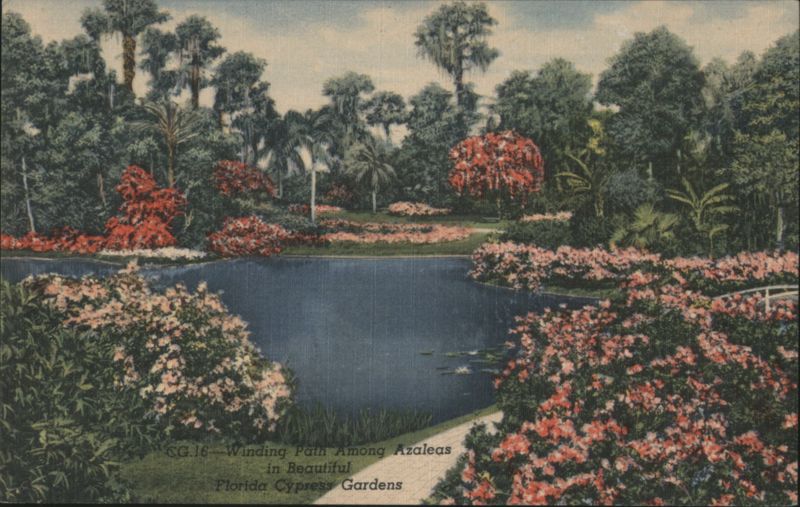 Winding Path Among Azaleas, Florida Cypress Gardens Lakeland