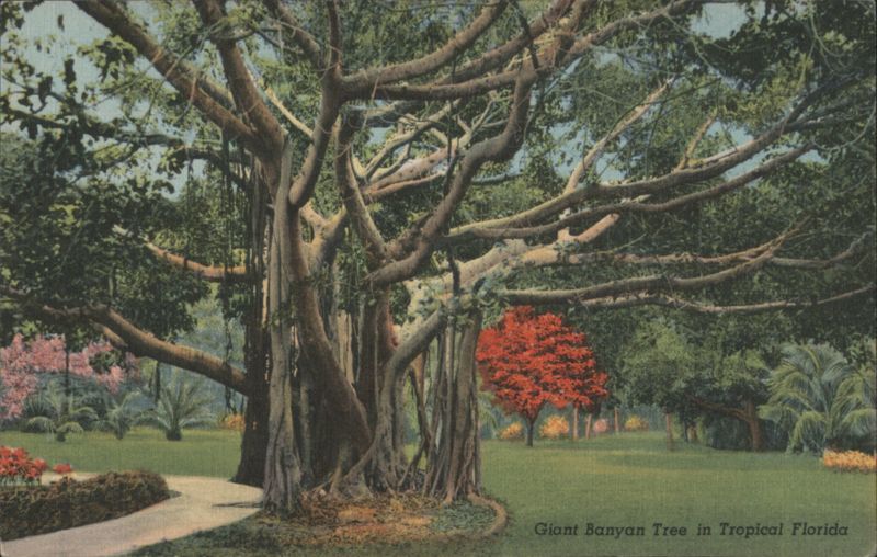 Giant Banyan Tree, Tropical Florida
