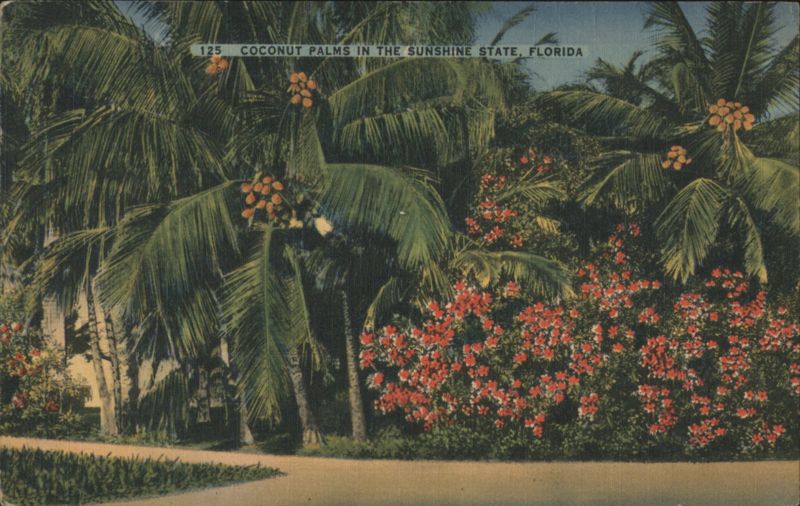 Coconut Palms in the Sunshine State, Florida St. Petersburg