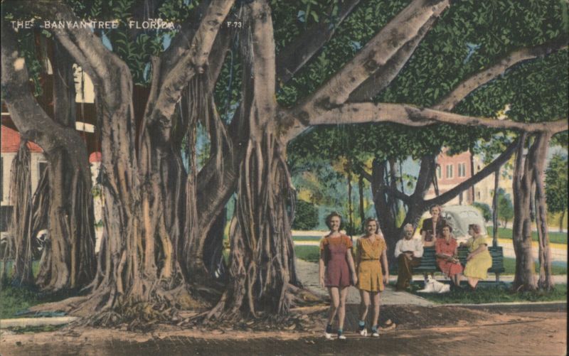 The Banyan Tree Florida with People