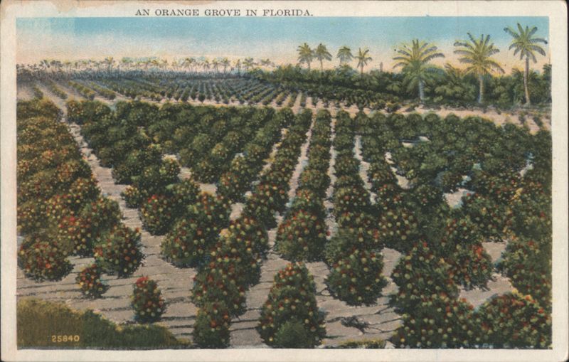 An Orange Grove in Florida