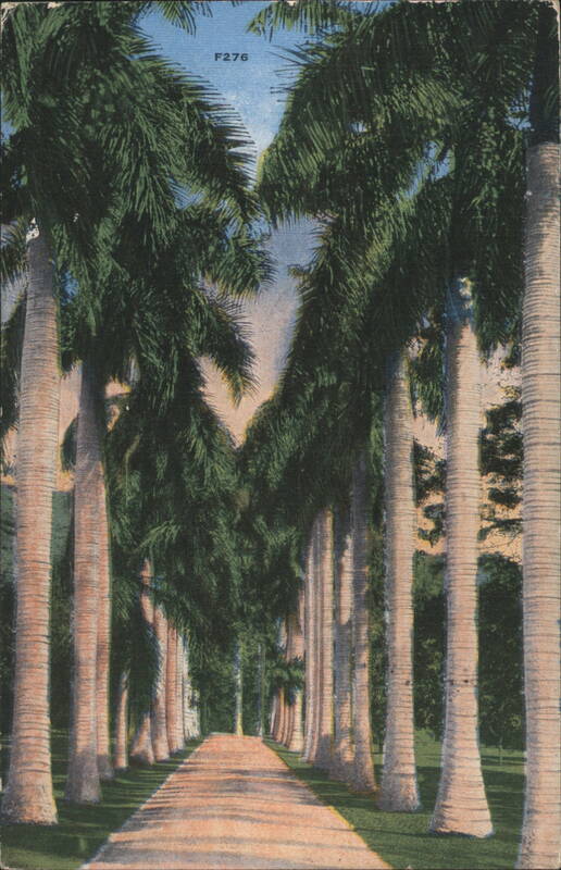 Avenue of Royal Palms, Beautiful Florida