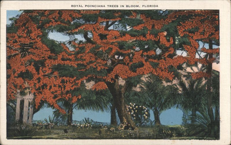 Royal Poinciana Trees in Bloom Florida