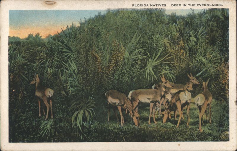 Florida Natives: Deer in the Everglades