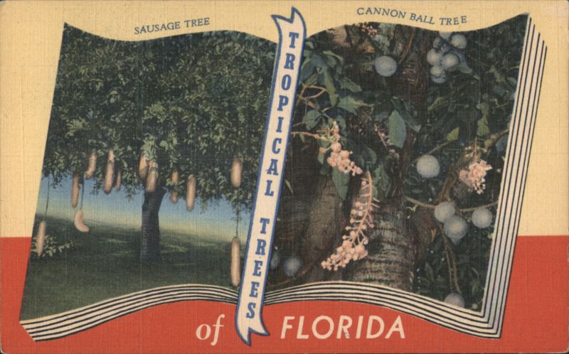 Tropical Trees of Florida: Sausage & Cannon Ball Trees