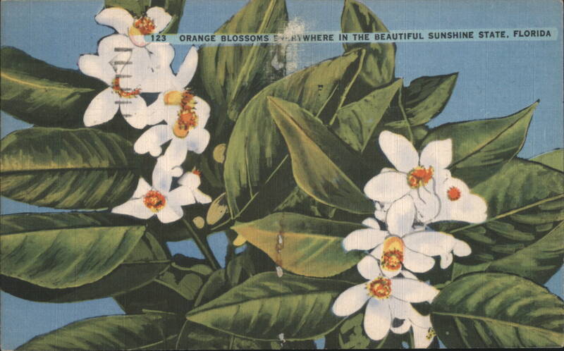 Orange Blossoms, Beautiful Sunshine State Florida
