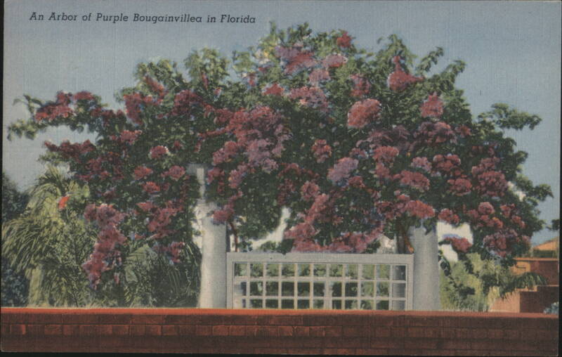 An Arbor of Purple Bougainvillea in Florida