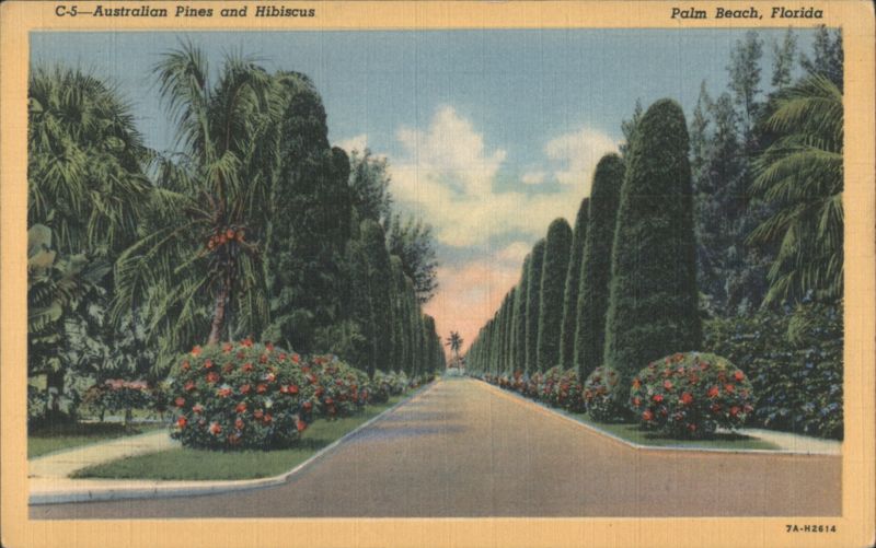Australian Pines and Hibiscus Palm Beach Florida