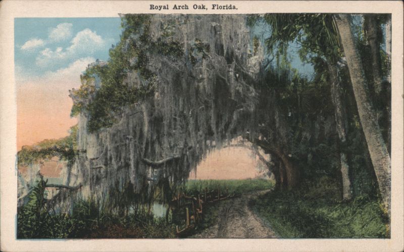 Royal Arch Oak Palatka Florida