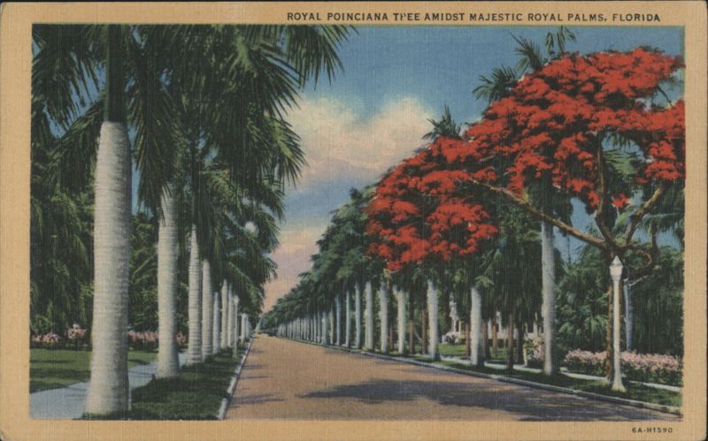 Royal Poinciana Tree Amidst Majestic Royal Palms, Florida