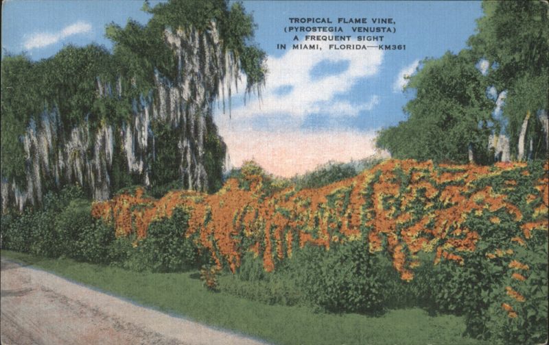 Tropical Flame Vine (Pyrostegia venusta) in Miami Florida