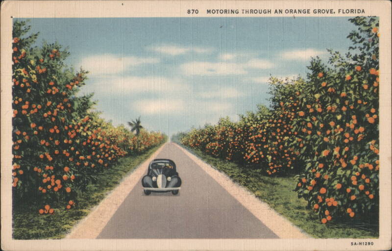 Motoring Through an Orange Grove, Florida