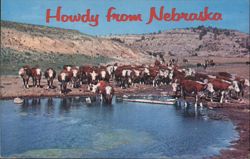 Howdy from Nebraska: Prime Beef Cattle at Watering Hole Postcard