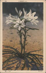 A Desert Lily Postcard