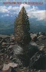 Silversword on Haleakala, Maui, HI Postcard