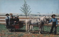 Amish Children with Ponies and Cart, Penna. Dutch Country Postcard