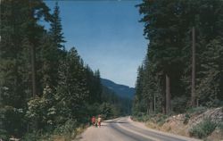 Willamette Pass, OR - Road through Forest & Mountains Postcard