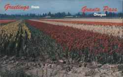 Gladiola Fields near Grants Pass, Oregon Postcard
