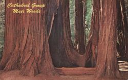 Cathedral Group, Muir Woods National Monument Postcard