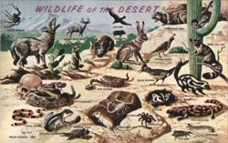 Wildlife of the Desert Southwestern Animals Illustration Postcard