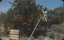 Woman Picking Oranges at Desert Treasures Citrus Groves Postcard