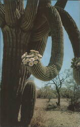 Saguaro Giant Cactus in Bloom, Arizona State Flower Postcard