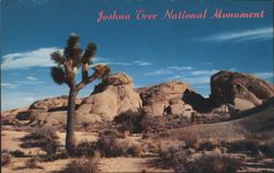 Joshua Tree National Monument Desert Landscape Postcard