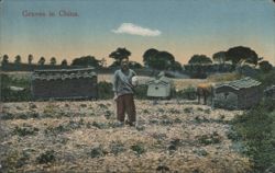 Graves in China, Man in Field Postcard