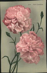 Pink Carnation Flowers Postcard