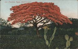 Ponciana Regia Tree in Bloom Postcard