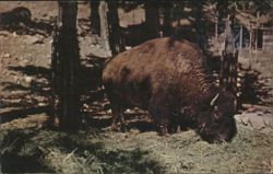 Buffalo Grazing in Grassy Field Postcard