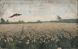 A Field of Pampas Grass in California Postcard