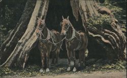 Team of Horses Inside Giant Tree Trunk Postcard