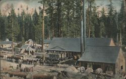 Lumber Mill Scene, California Forest Postcard