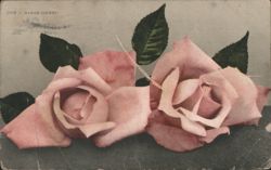 Two Pink Maman Cochet Roses Postcard