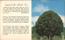 Legend of the Myrtle Tree - Oregon & Palestine Postcard