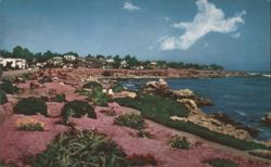 Magic Carpet of Red & Pink Flowers, Ocean View Blvd Postcard