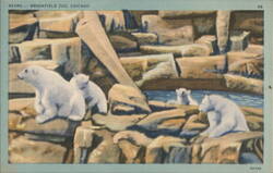 Bears - Brookfield Zoo, Chicago Postcard