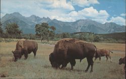 Buffalo or Bison Roam the Range with Mountains Postcard