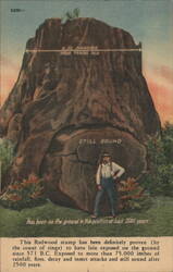 Redwood Stump, 11 FT. Diameter, 2500 Years Old, Still Sound Postcard