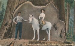Man, Woman, Horse at California Sample Stump Postcard
