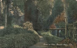 Scene on Chico Rancho, Chico, California Postcard