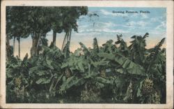 Growing Bananas, Florida Postcard